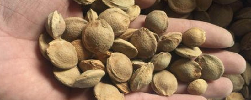 杏树种子破壳可以发芽吗 杏树苗怎么发芽