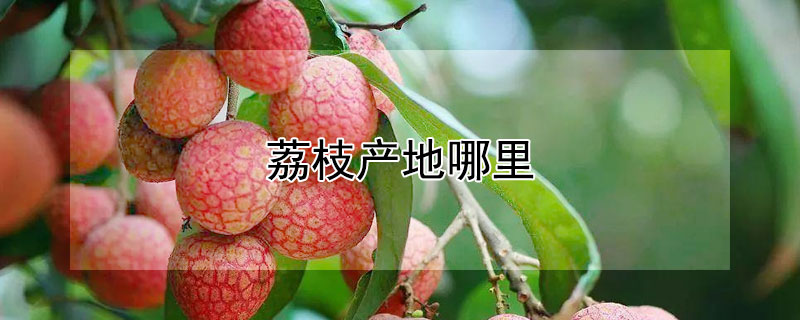 荔枝产地哪里（荔枝产地哪里广西）