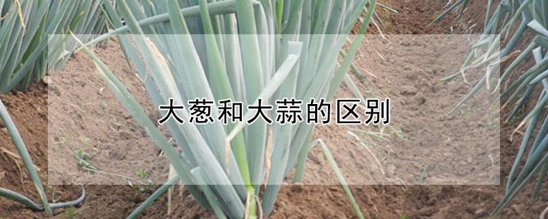 大葱和大蒜的区别（大葱和大蒜的区别图）
