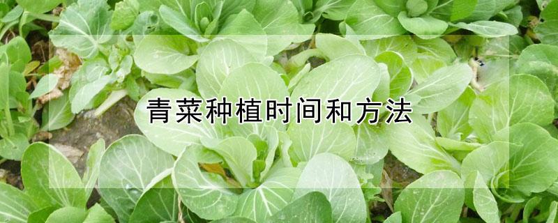 青菜种植时间和方法（黑大头青菜种植时间和方法）