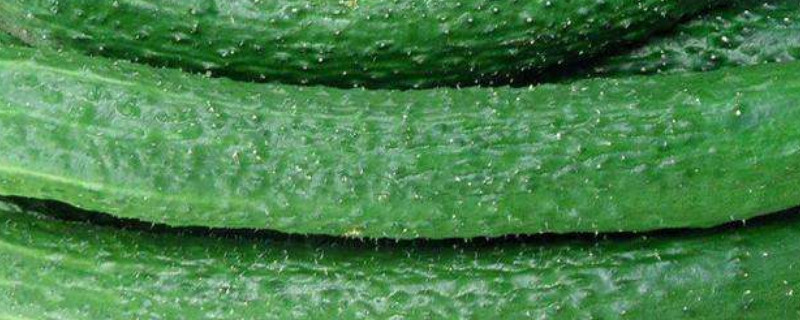 苦瓜地种黄瓜会苦吗 种黄瓜苦怎么回事