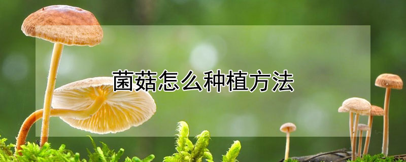 菌菇怎么种植方法 菌菇怎么种植方法视频