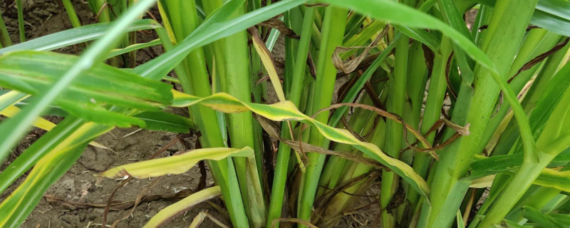 玉米播种后几天浇水合适 玉米播种后几天浇水好