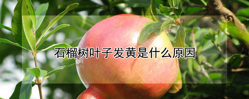 石榴树叶子发黄是什么原因（石榴树叶子发黄是什么原因造成的）