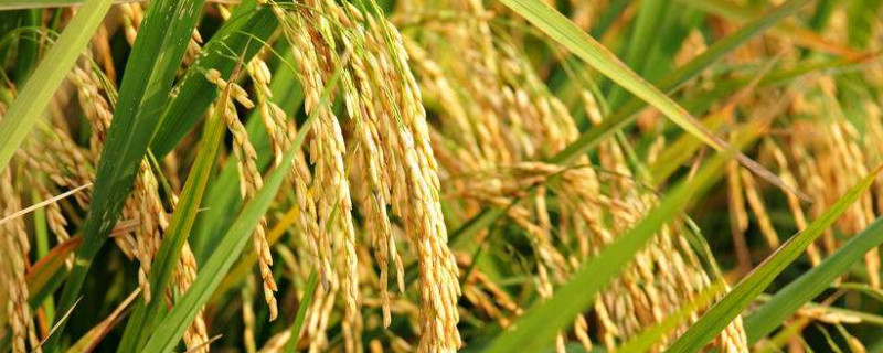 水稻倒伏缺什么的肥 水稻出现倒伏用什么肥料