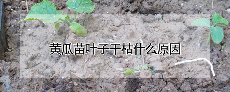 黄瓜苗叶子干枯什么原因（黄瓜苗叶子干枯什么原因呢）