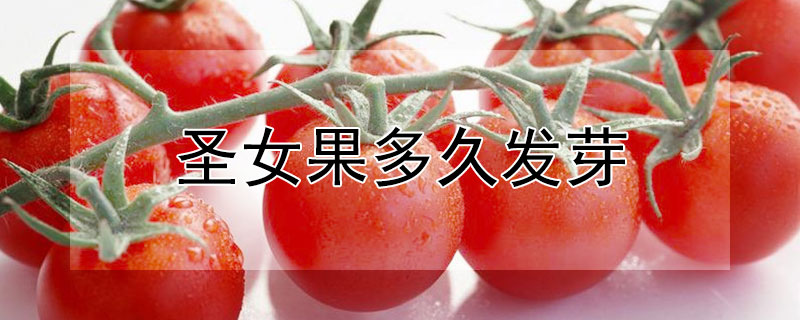 圣女果多久发芽（圣女果发芽后什么时候移栽）