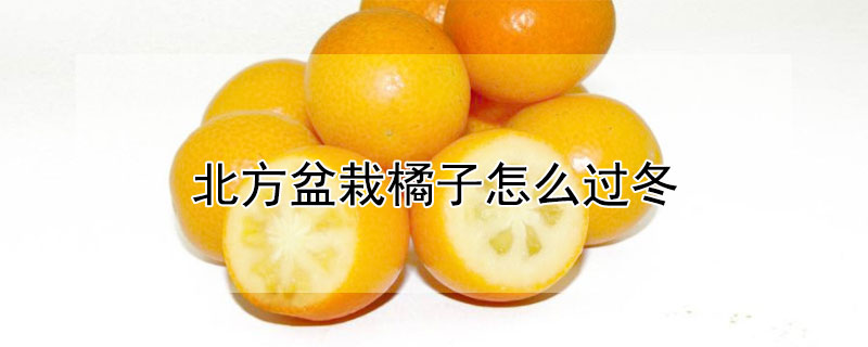 北方盆栽橘子怎么过冬（盆栽橘子在北方如何过冬）