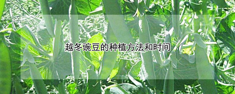 越冬豌豆的种植方法和时间 越冬豌豆苗的种植方法和时间