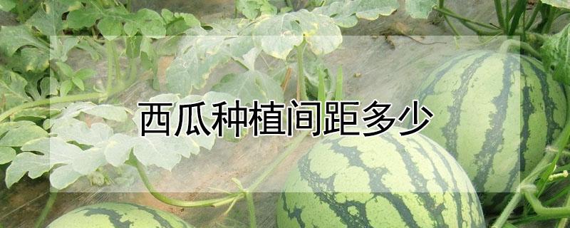 西瓜种植间距多少 种植西瓜的间距是多少