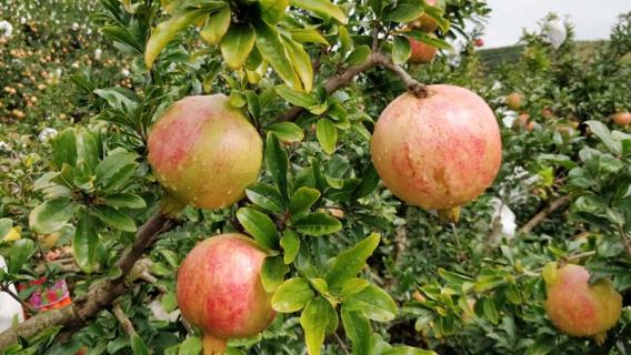 石榴的养殖方法和注意事项（紫玉石榴的养殖方法和注意事项）