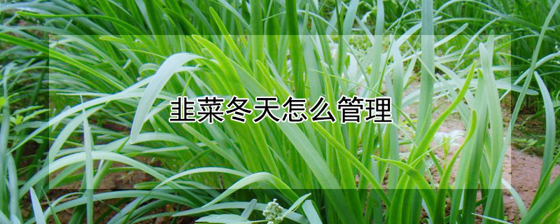 韭菜冬天怎么管理（露天韭菜冬天怎么管理）