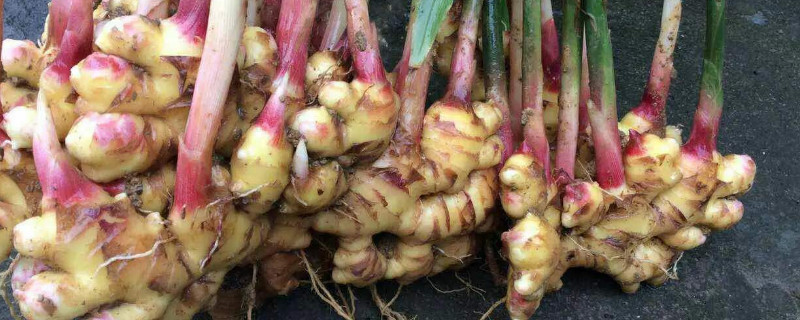 阳台姜的种植方法（阳台姜怎么种植方法）