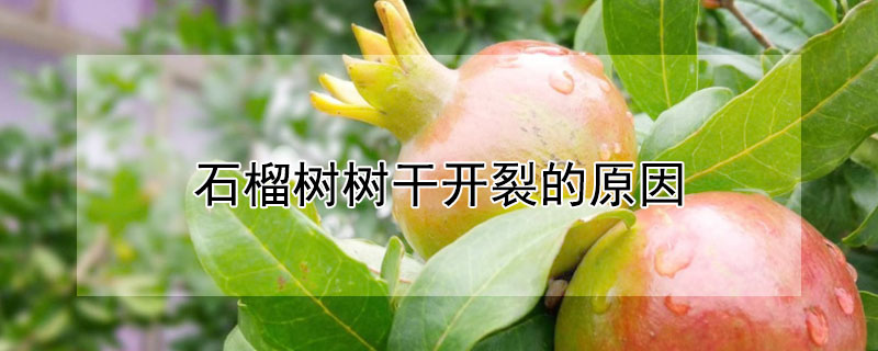 石榴树树干开裂的原因 石榴树主干开裂