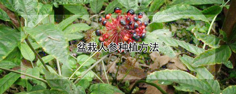 盆栽人参种植方法 盆栽人参种植方法和注意事项