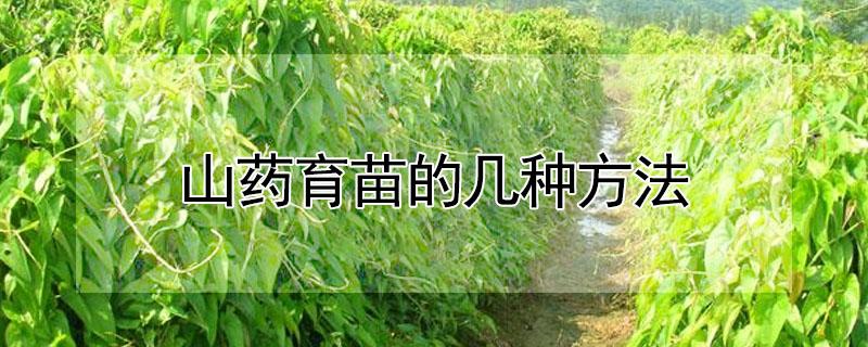 山药育苗的几种方法（山药育苗的几种方法图解）