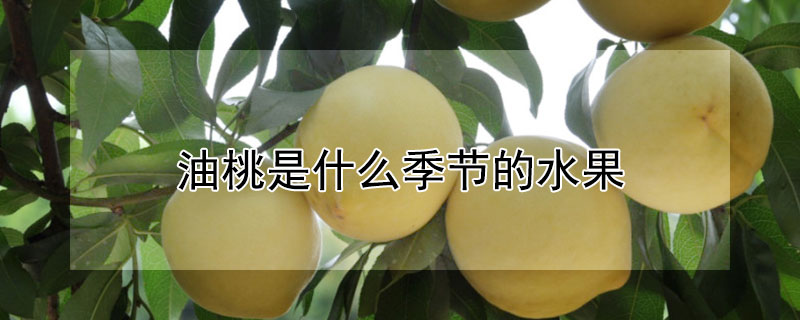 油桃是什么季节的水果 油桃是什么季节的水果呢