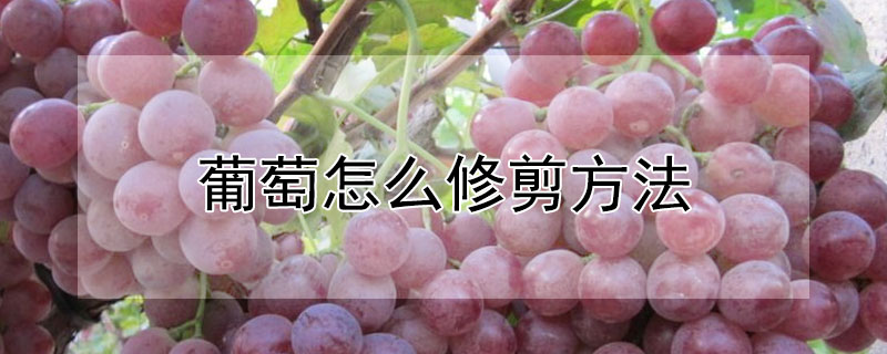 葡萄怎么修剪方法 葡萄具体的修剪方法?