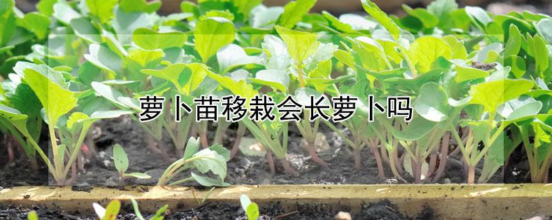 萝卜苗移栽会长萝卜吗 萝卜苗移栽为什么不长萝卜