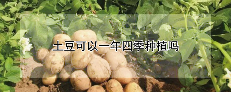 土豆可以一年四季种植吗 土豆可以一年四季种植吗视频