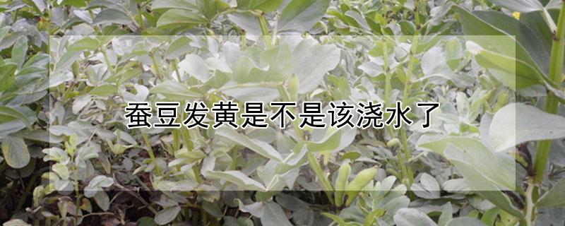 蚕豆发黄是不是该浇水了（蚕豆病发黄了怎么办）