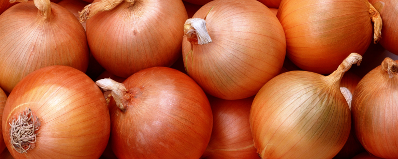 洋葱什么时候踩秧（洋葱什么时候倒秧）