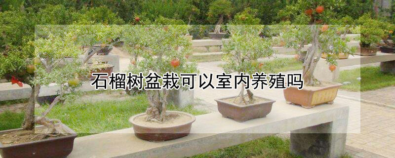 石榴树盆栽可以室内养殖吗（室内养石榴树盆栽好吗）