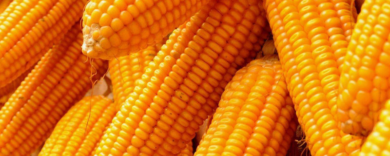 夏玉米什么时候种最合适（夏玉米什么时候种最合适不出矮棵?）