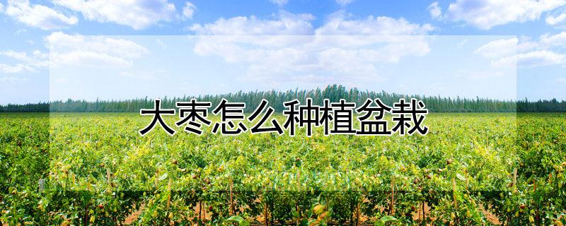 大枣怎么种植盆栽 大枣怎么种植盆栽视频