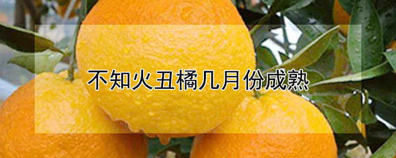 不知火丑橘几月份成熟 不知火丑橘是哪里的