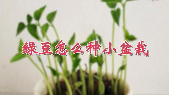 绿豆怎么种小盆栽（绿豆怎么种小盆栽好看）