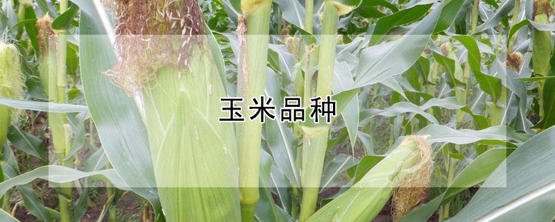 玉米品种（玉米品种哪个好）