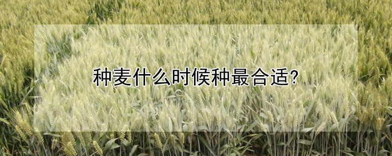 种麦什么时候种最合适? 种麦什么时候种最合适呢