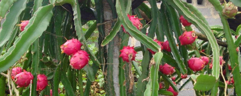 火龙果适合什么地方种植 火龙果适合什么地方种植呢