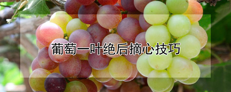 葡萄一叶绝后摘心技巧（葡萄一叶摘心技术）