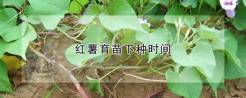 红薯育苗下种时间 红薯在几月份育苗