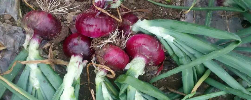 洋葱后期管理技术（大葱后期管理技术）