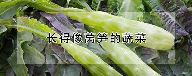 长得像莴笋的蔬菜 长得像莴笋的蔬菜 里面是白色的