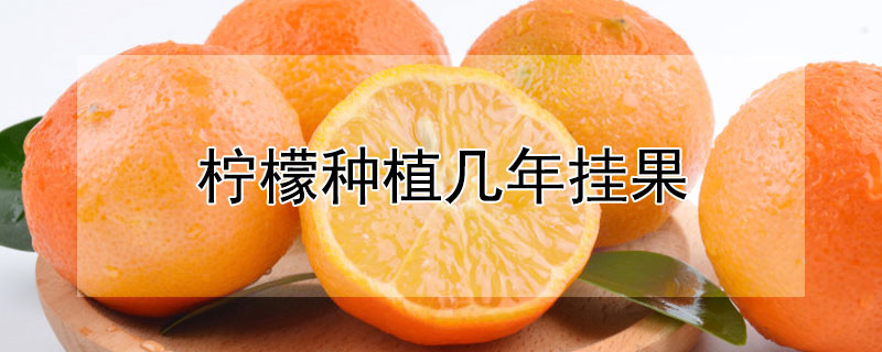 柠檬种植几年挂果 柠檬种植几年挂果多