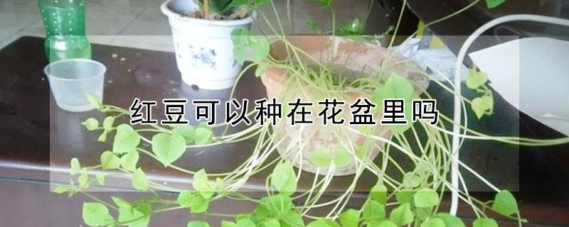 红豆可以种在花盆里吗（红豆可以种在花盆里吗）