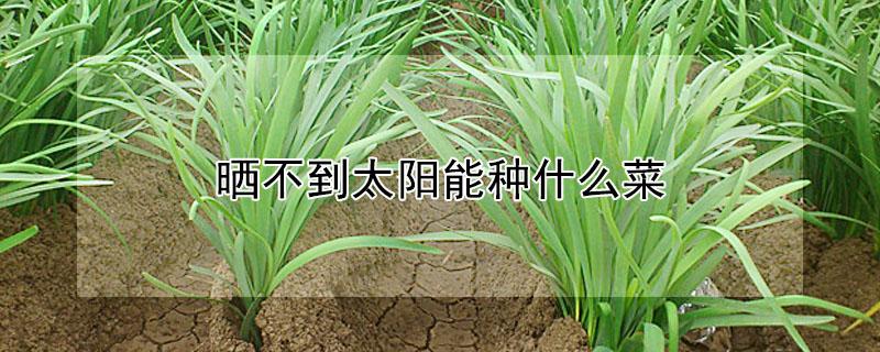 晒不到太阳能种什么菜 晒不到太阳能种什么菜木耳菜图片