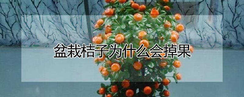 盆栽桔子为什么会掉果 盆栽桔子为什么会掉果实