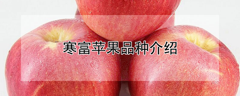 寒富苹果品种介绍（寒富苹果的特点）