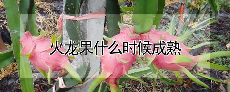 火龙果什么时候成熟 火龙果什么时候成熟季节