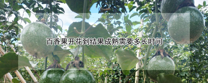 百香果开花到结果成熟需要多长时间 百香果开花多久才结果
