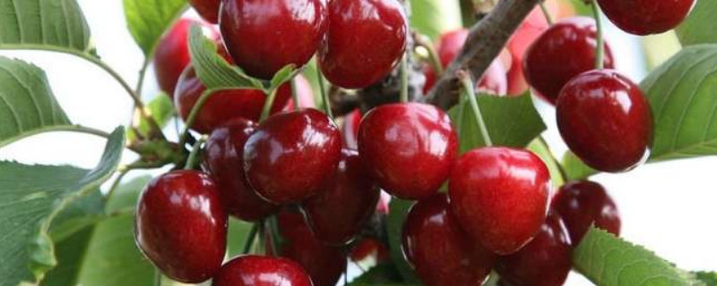 樱桃种子种植方法和注意事项（樱桃苗的种植方法与技术）