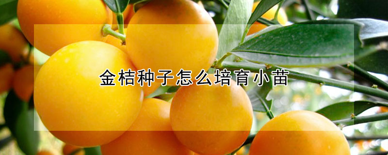 金桔种子怎么培育小苗 金桔种子怎么培育小苗图片