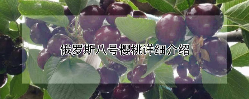 俄罗斯八号樱桃详细介绍 俄罗斯八号樱桃详细介绍视频