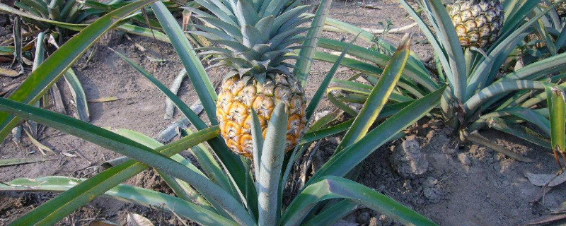 菠萝蒂怎么水培（菠萝根水培会长菠萝吗）