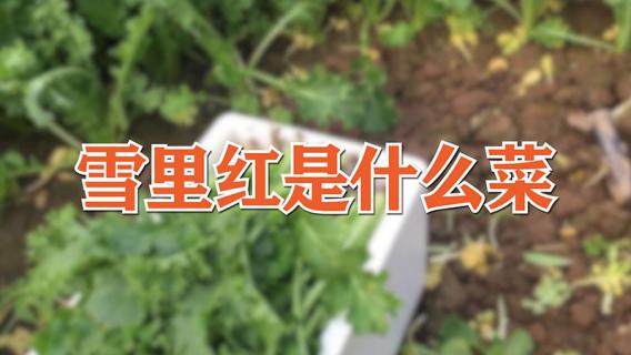 雪里红是什么菜（雪里红是什么菜有什么功效）